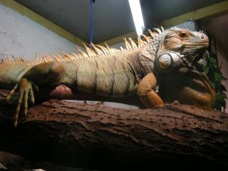 Grüner Leguan 1. 0 abzugeben