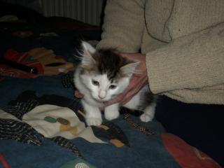 Michlingskatzenkinder Norwegische Waldkatze/Main coon,