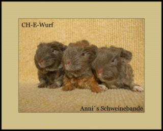 CH-Teddys und US-Teddys aus MFD Zucht safran-weiß, lilac-weiß.