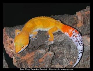 Leopardgecko jungtiere