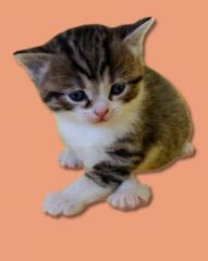 BKH Kater Kater