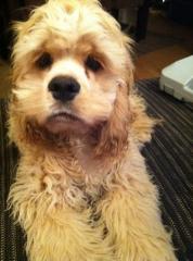 American Cocker Spaniel Deckrüde