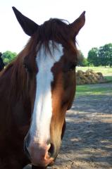 Biete Reitbeteiligung in Falkensee