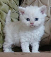 Selkirk Rex Babies abzugeben