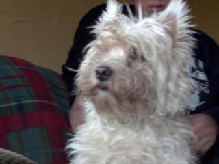 West Highland White Terrier