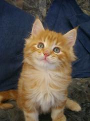 Wunderschöne Maine Coon Katerchen