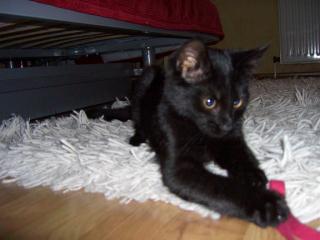 Kater entlaufen