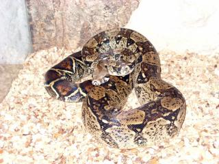 0. 1 Boa Constrictor 1, 60 m 2 jährig mit Volglassterrarium