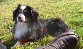 Wunderschöner Mini Australian Shepherd zur Deckung Ihrer Hündin