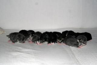 Wir haben Maine Coon Kitten