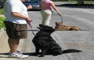 Erziehungshilfe für Ihren Vierbeiner Hundetrainer