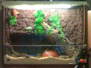 3 Königspython Terrarium