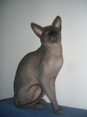 Kanadischer Sphynx Deckkater