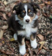 Australian Shepherd Welpen