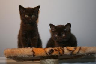 Zuckersüsse BKH Kitten in CHOCO