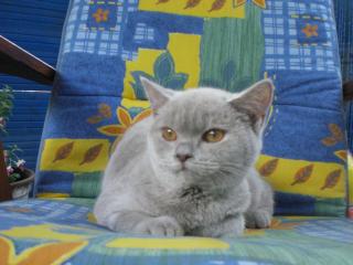 Norma Jean und Napoleon suchen ein liebevolles neues zu Hause bei ganz ganz lieb