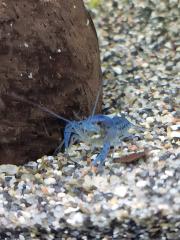 Blaue Florida Flusskrebse