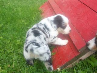 Natural Spirit Mini Aussies/ WIR HABEN WELPEN
