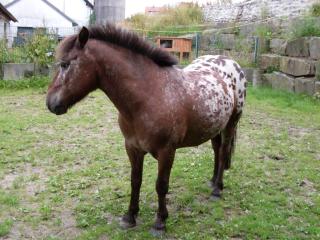 Suche RB für unser Pony