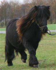Deckanz. Original Shetlandpony