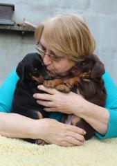 Dobermann, schwarze und braune Welpen mit Ahnentafel FCI
