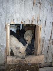 Wollschwein Ferkel abzugeben