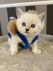 BKH Britisch Kurz Haar Kitten