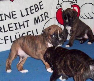 Süsse reinrassige Boxerwelpen ohne Papiere