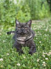 Reinrassig BKH Deckkater
