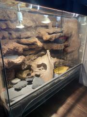 Leopardengecko Terrarium