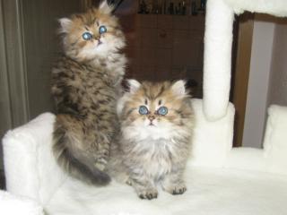 Perserbabys