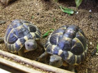 Verkaufe 2 Griechische Landschildkröten mit Terrarium viel Zubehör