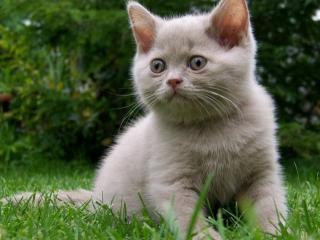 Britisch Kurzhaar Kitten in bunten Farben