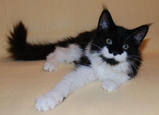 Wunderschönes Maine Coon Mädchen abzugeben