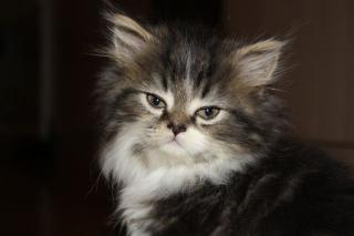 Unsere süßen Perserkitten suchen ein neues Zuhause