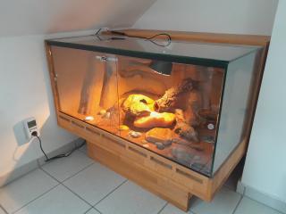 Leopardgecko mit Terrarium