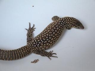 1. 0 Varanus acanthurus DNZ 09 Zuchtmännchen aus Auswahlzucht
