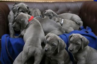 Deutsche Doggenwelpen blau