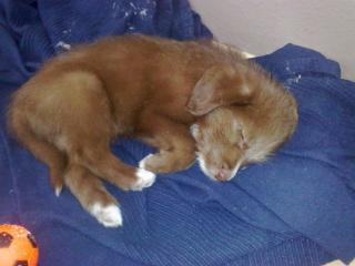Labrador-Mix Welpen