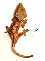 Kronengeckos Rhacodactylus syn. Correlophus ciliatus