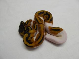 0. 1 - Piebald CB 2021