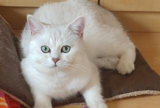 BKH Deckkater Blutgruppe A Stammbaum Black Silver Shaded