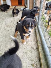Welpen Appenzeller Sennenhund