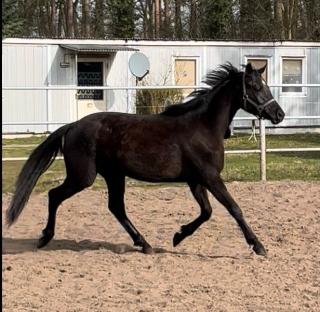 Warmblut 3 jährige Stute von Ivanhoe Dressur