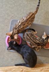 Bengal Kitten suchen ein liebevolles zu Hause