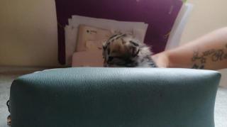 Ragdoll-Perser Kitten