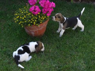 BEAGLE-Welpen