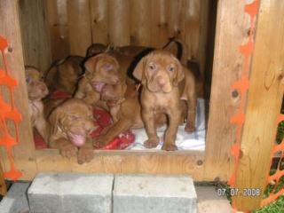 MAGYAR-VIZSLA-WELPEN