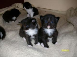 Reinrassige Maine Coon Kitten