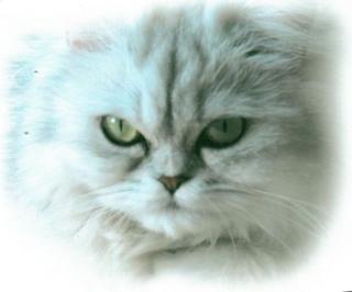 Perserkatze MIT Nase, grünen Augen, gechipt, nicht sterillisiert